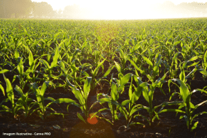 Gás de efeito estufa pode dar origem a combustíveis sustentáveis (1)