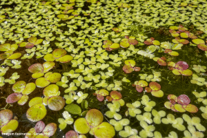 Biocombustível inédito transforma plantas aquáticas em energia limpa