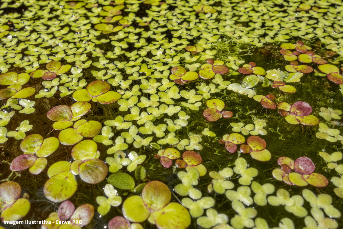 Biocombustível inédito transforma plantas aquáticas em energia limpa