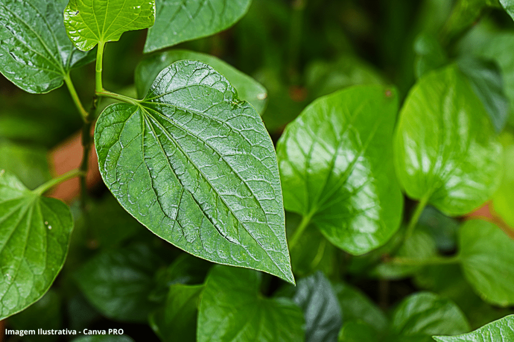 Óleos essenciais de plantas cultivadas na Amazônia combatem parasitas em tambaquis