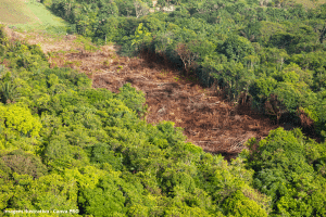 Desmatamento da Amazônia