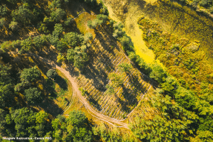 restaurar áreas degradadas