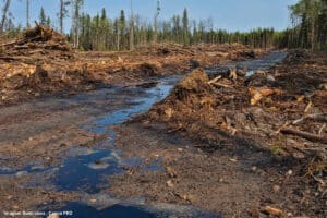Desmatamento já responde por 75% da perda de chuva na Amazônia, aponta estudo