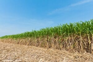 NetZero investe R$ 15 milhões em fábrica de biochar a partir da cana no Brasil