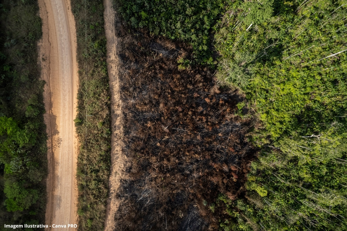 Com países longe das metas de desmatamento, Brasil responde por quase metade da devastação de florestas tropicais, aponta relatório