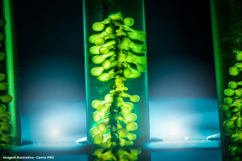 microalgas no agro brasileiro