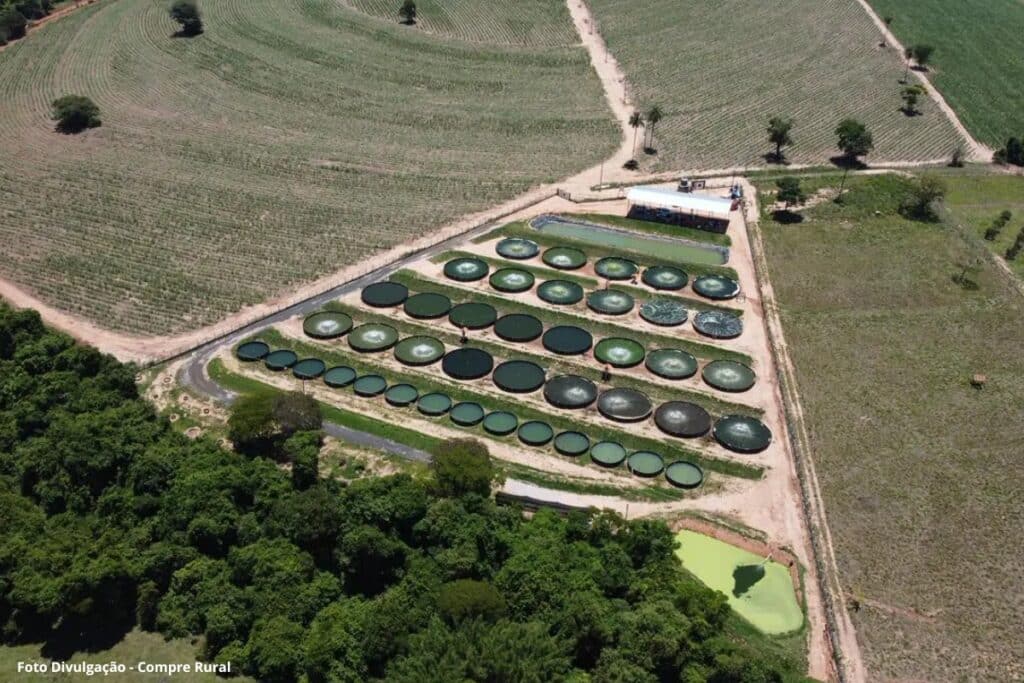 A revolução da tilápia no interior paulista: fazenda transforma resíduos em ouro verde