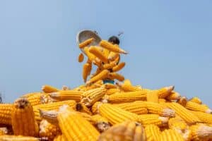 Etanol de milho acende alerta em ano já desafiador para usinas; há espaço para mais açúcar