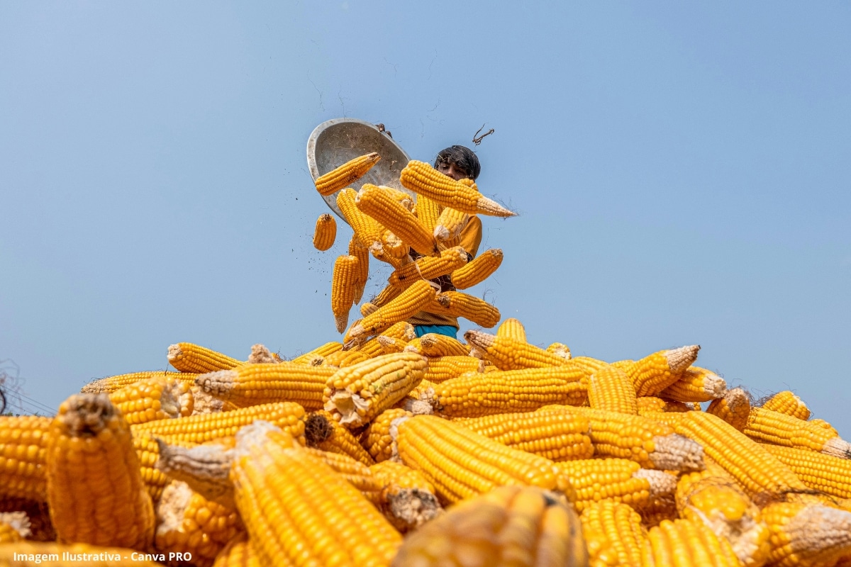 Etanol de milho acende alerta em ano já desafiador para usinas; há espaço para mais açúcar